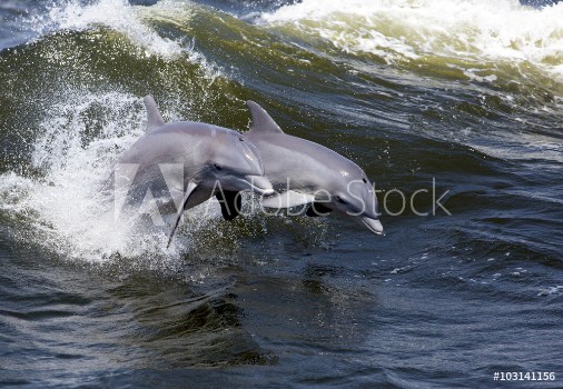 Bild på Two Bottlenose Dolphin Tursiops truncates